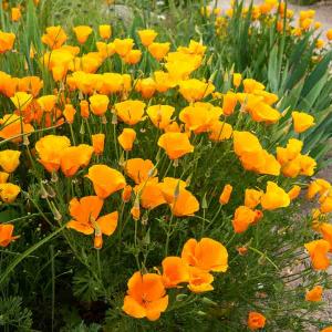 Eschscholtzia Orange - BIO